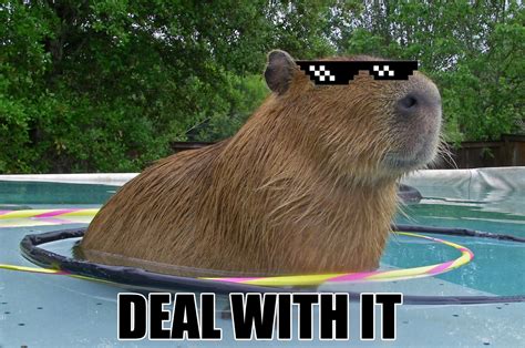 com has been translated based on your browser's language setting. . Capybara meme gif